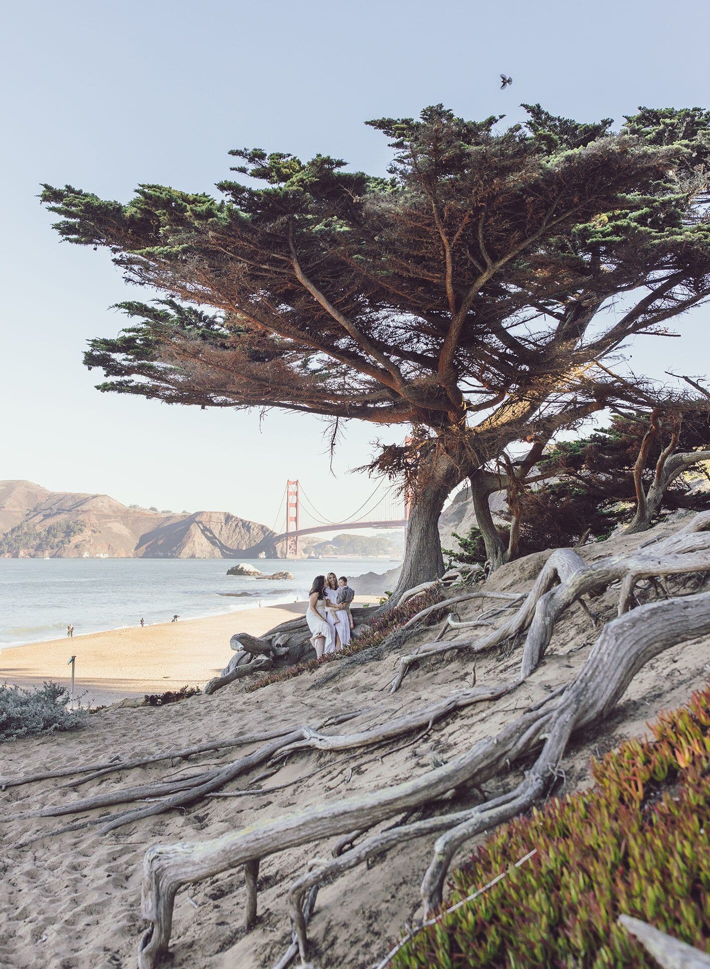 Wind-shaped cypress above Baker Beach with the Golden Gate Bridge beyond